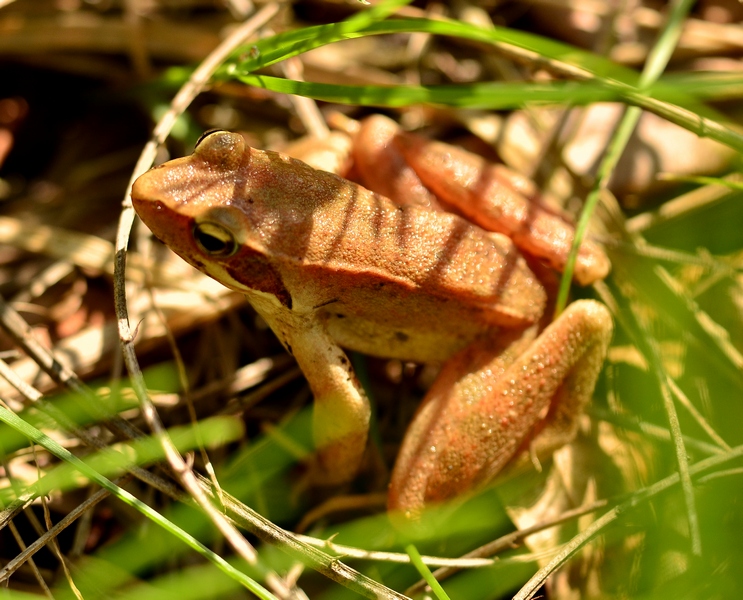Rana da Id - Rana latastei